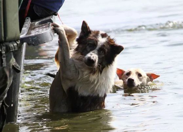 梦境中的温柔救赎，梦见绵羊羔掉河里我救了它的深意解析