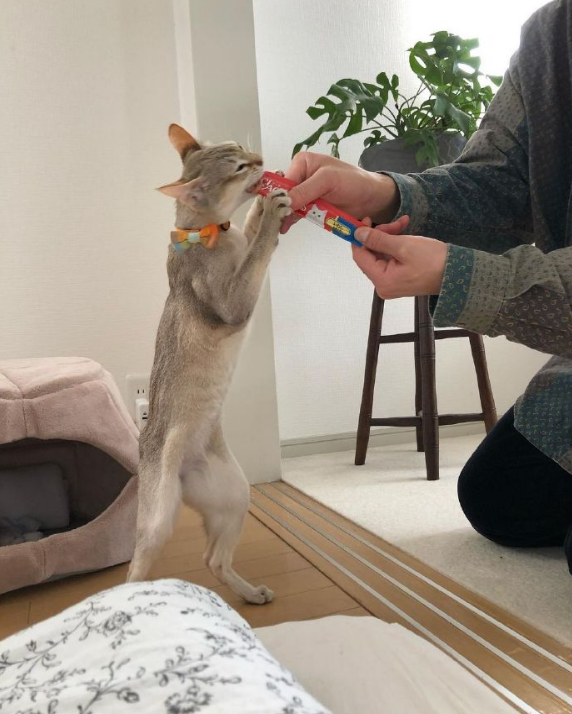 为了让猫展现身长, 可以用一根猫猫条诱惑.