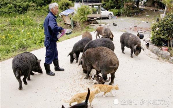 日本核泄漏区有一老人,照顾变异动物6年,政府却希望他