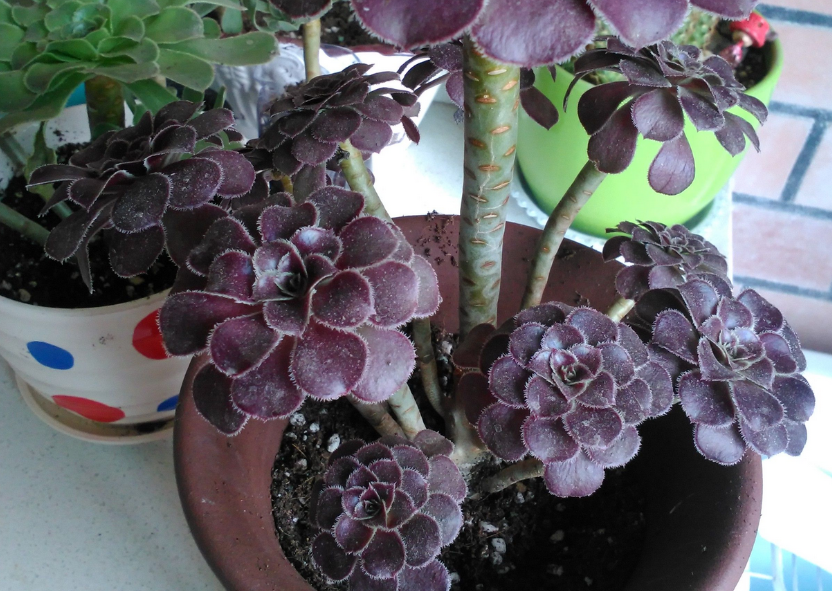 养多肉植物黑法师,这3方面找准方法,植株状态佳,轻松度夏