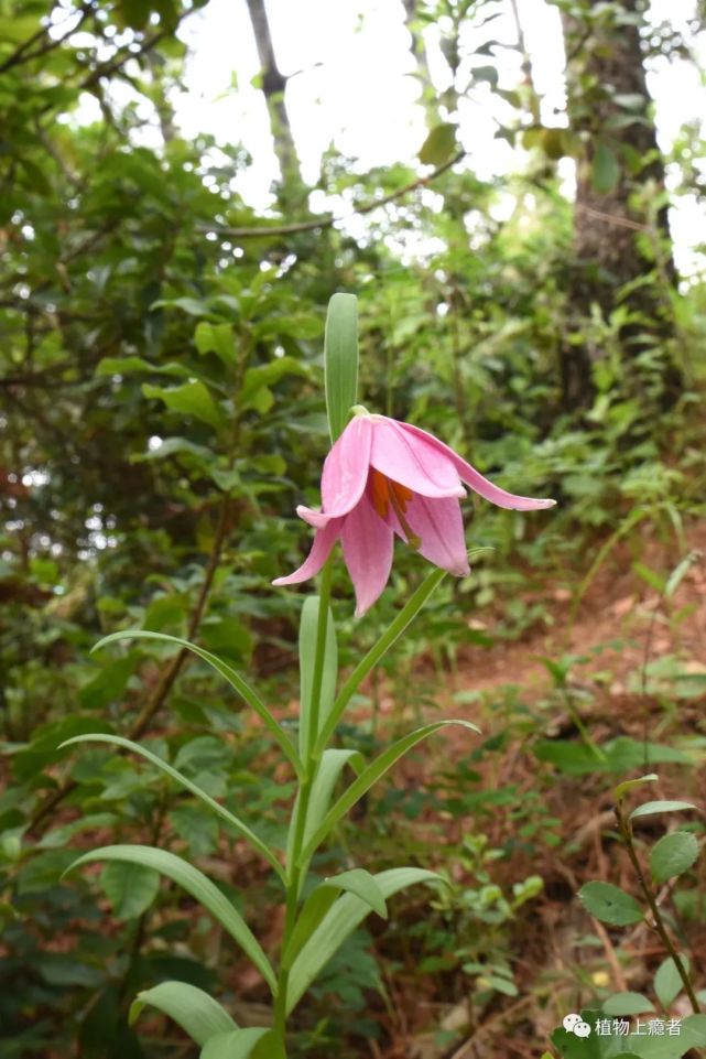 绝色生绝境:滇西北的野生百合与豹子花