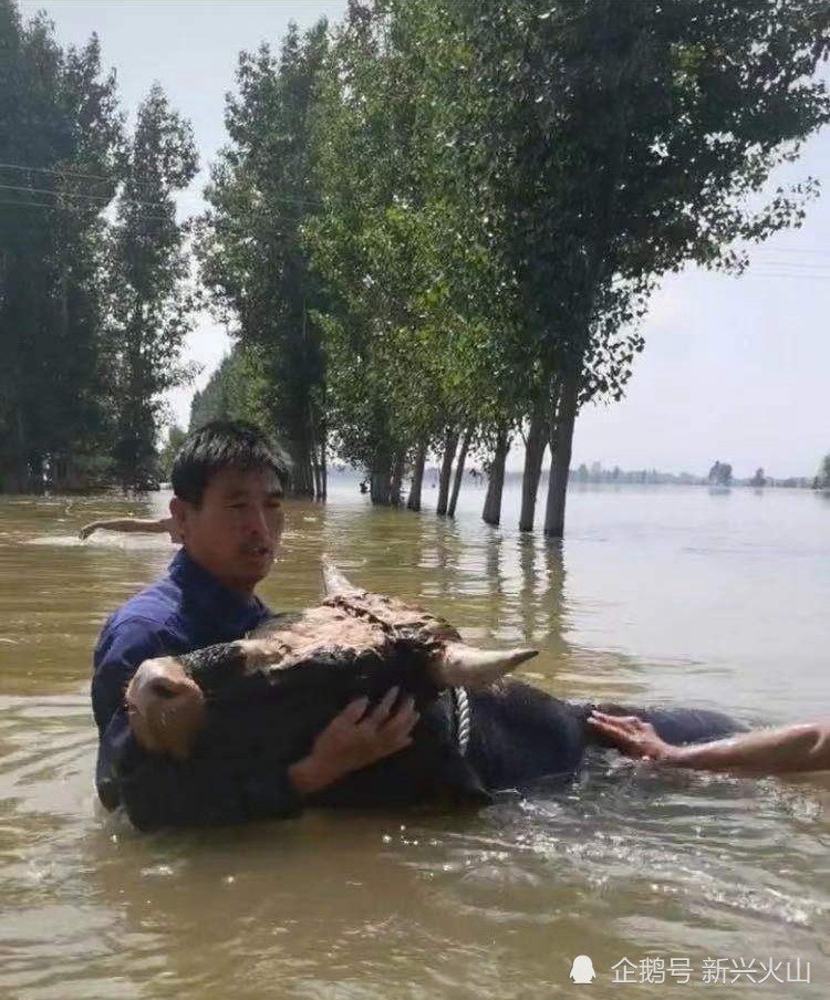 河南新乡:男子把村民从洪水中救出后,不忘回去救村中的水牛