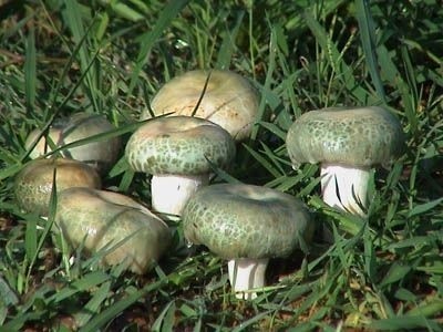 1个月吃死12人 云南人为啥热衷吃"毒蘑菇"?