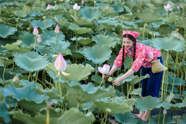 古代采莲女不是采莲花是采集莲蓬和莲子辛苦而伤手