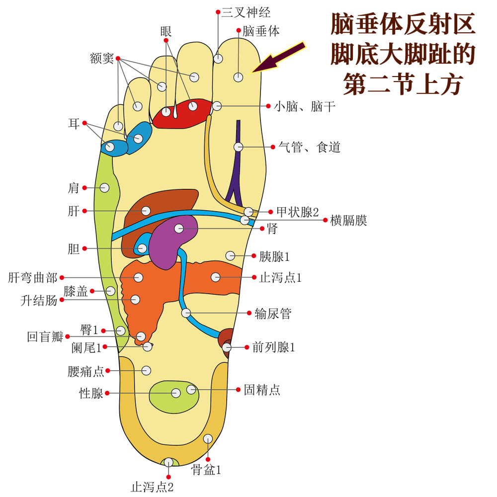 【特制养生】神奇调皮的内分泌——垂体在人体健康中的重大作用剖析