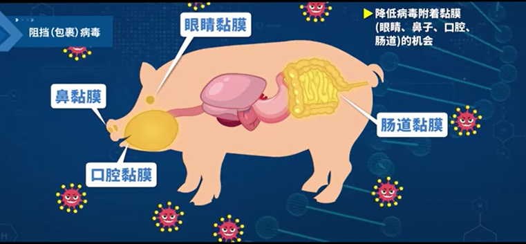 预防非洲猪瘟经验之谈,提高猪只免疫力是首选有效治疗措施!_腾讯新闻