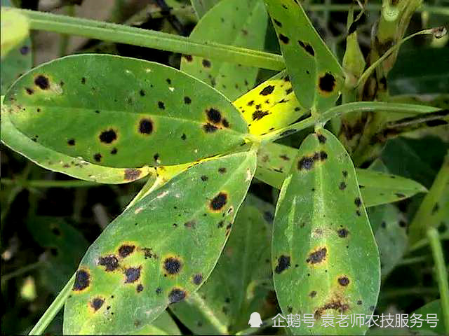 因在叶片上都会产生黑褐色的病斑,因此统称为花生叶斑病,花生褐斑病