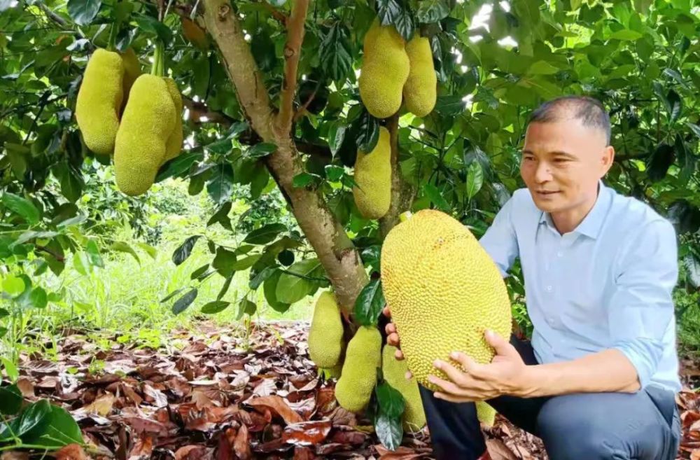 雷州:榴莲味菠萝蜜成"爆品" 吃一口流连忘返