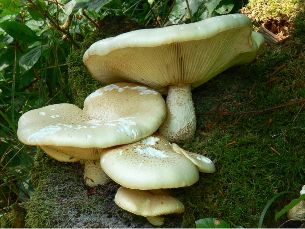 荒野维生野菜系列——洁丽香菇