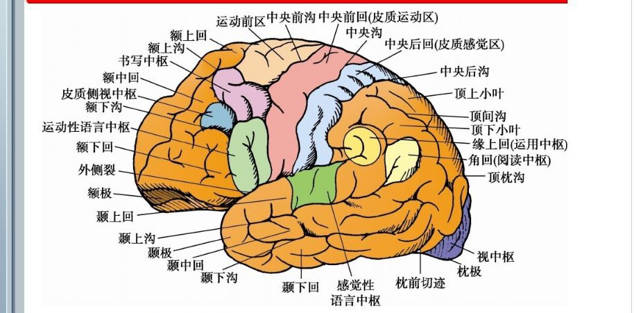 知识速记 |大脑-颞叶功能,病损表现及定位诊断!