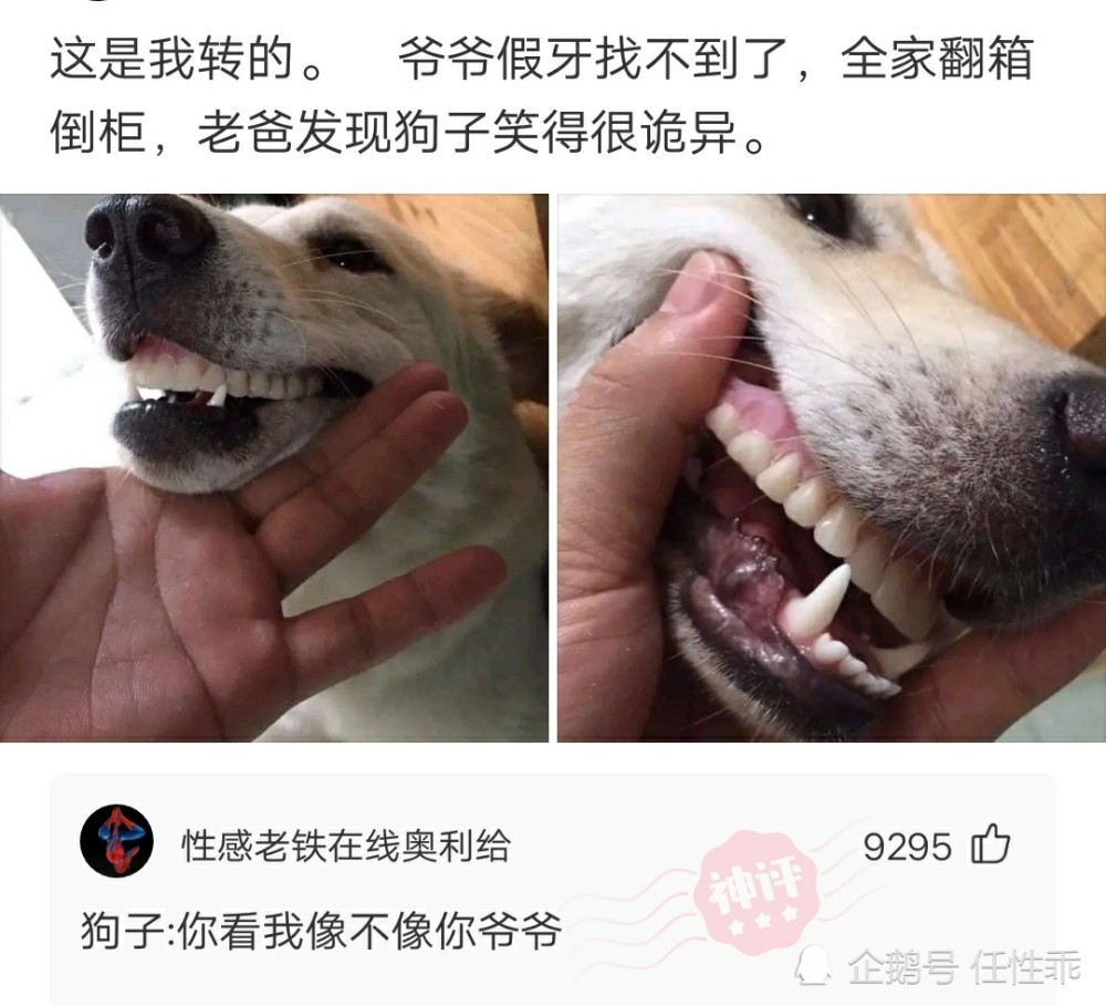 【沙雕问题3:爷爷假牙找不到了,结果发现狗子笑得很诡异.