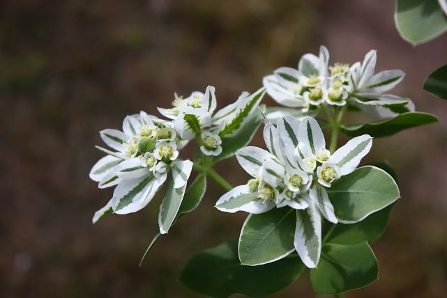 "叶上开花,叶上生珠"——6类神奇的叶上花植物盘点