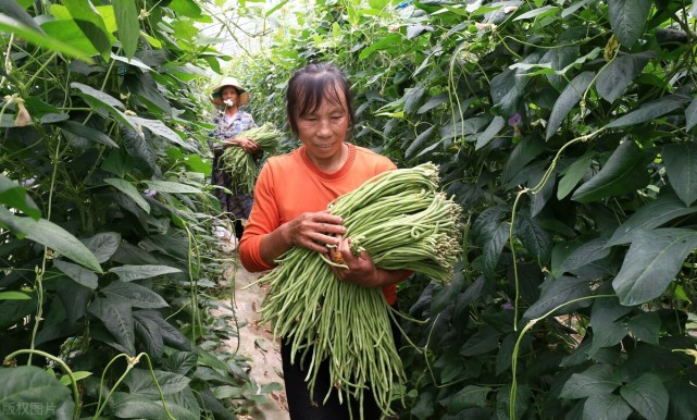 高产豆角种植方法都在这里,每个技术都重要,种的豆角