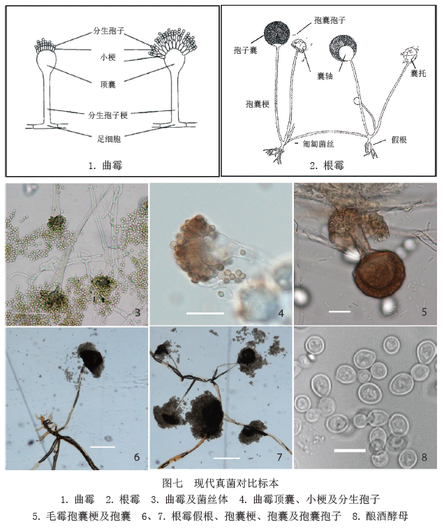 其中40个显示出有小突起状的芽体,是芽殖的初期形态(图六,1,2).