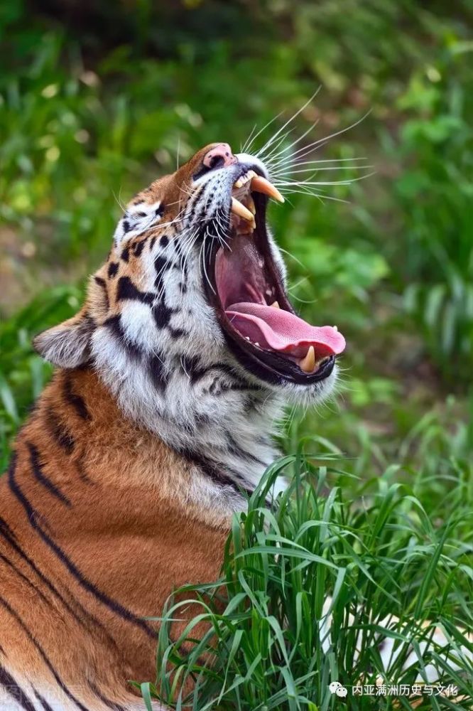 老虎伤人时一个敢殊死搏斗一个敢舍命救人,猎人说二人