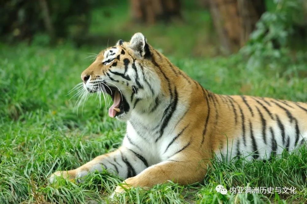 老虎伤人时一个敢殊死搏斗一个敢舍命救人,猎人说二人