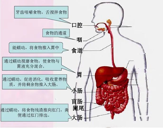 人体80%以上的毒素通过肠道排出体外.