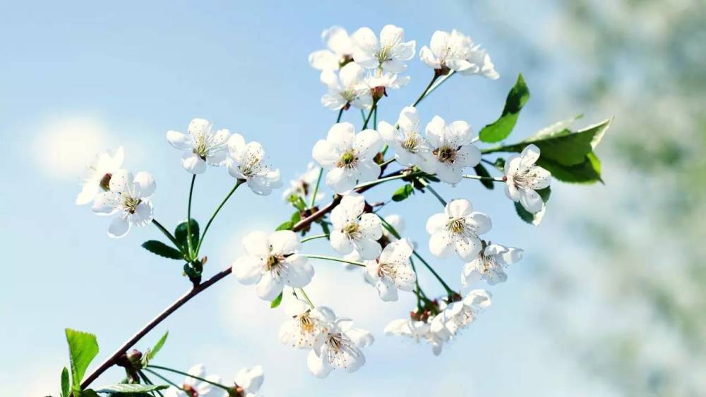 苏轼一首描写梨花的诗,看似写花实则写人,美得令人如痴如醉