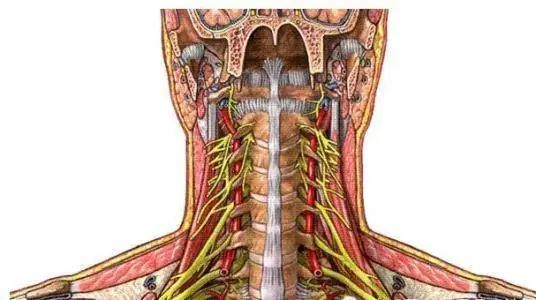 颈部神经卡压的自我松解及姿势纠正