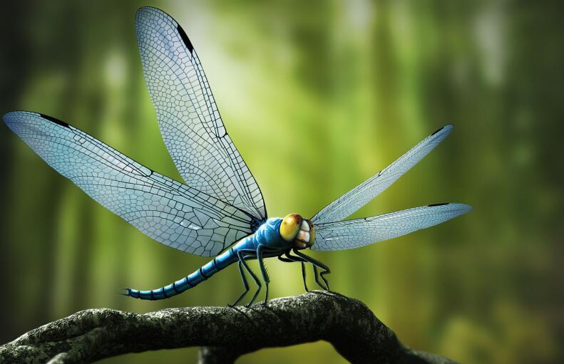 进化论遭到挑战:对于昆虫翅膀的起源,应该怎么解释?