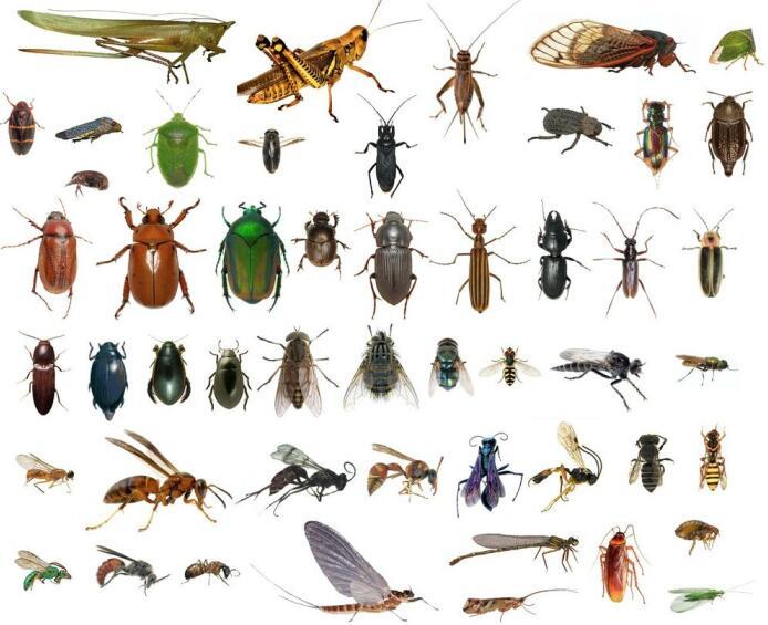 进化论遭到挑战:对于昆虫翅膀的起源,应该怎么解释?