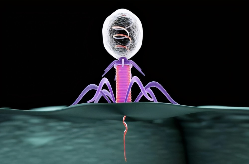 为什么噬菌体长得那么科幻?难道它们不是地球生物?