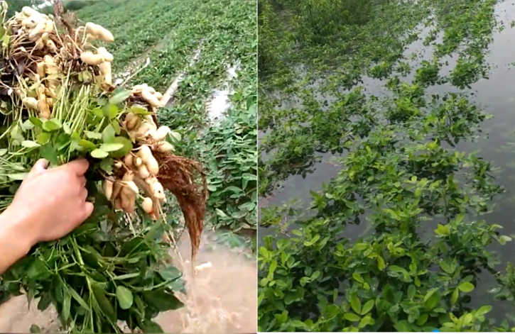 河南暴雨花生受灾,花生油会受影响吗?