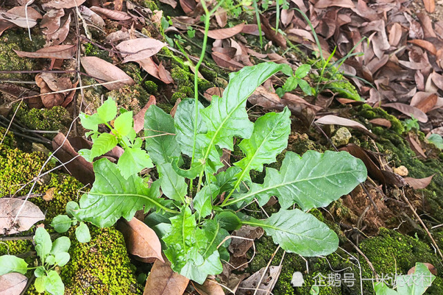 人称"还阳草,曾是救荒菜,如今20元一斤,路边常见却少人识