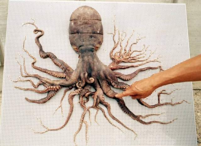 32条腿的章鱼,疑遭辐射变异