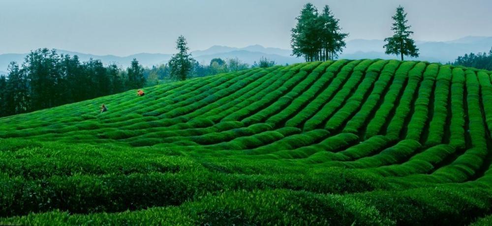荐茶|世界高香浮梁茶