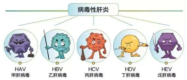 目前威胁人类健康的病毒性肝炎主要分为甲,乙,丙,丁,戊型.