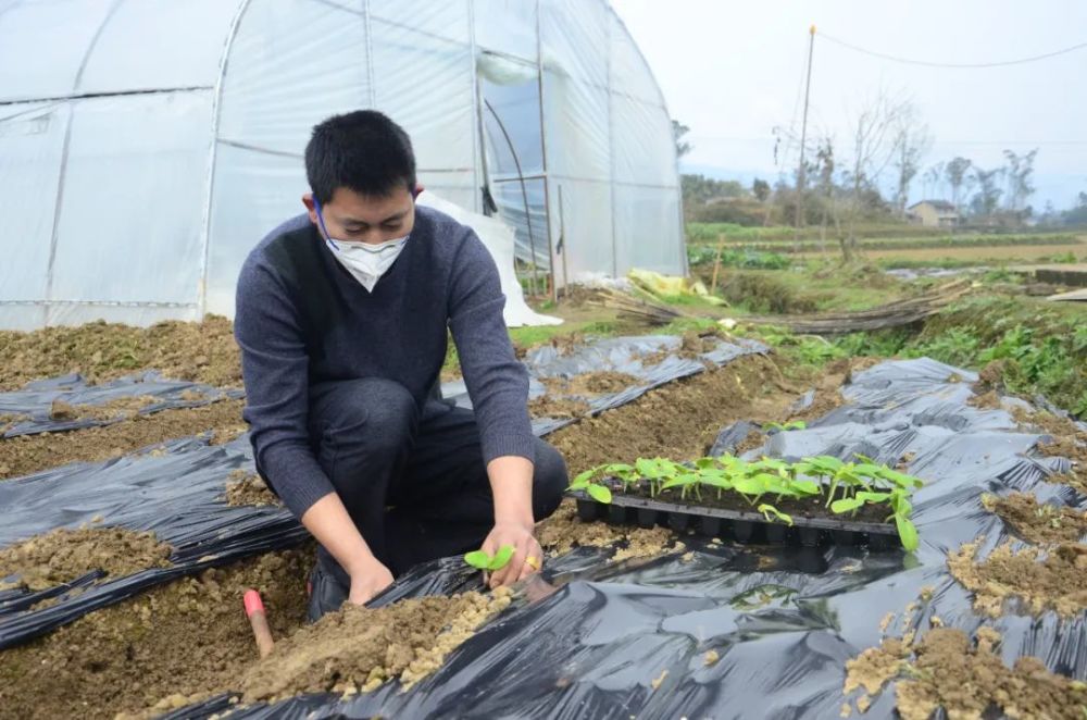 小蔬菜种出大钱景看梁平区聚奎镇汪传军如何铺就致富路