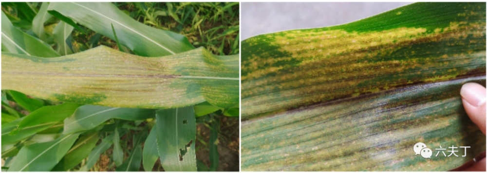 近日高温多雨,玉米大面积出现黄叶现象,经过调查确定是玉米的褐斑病.