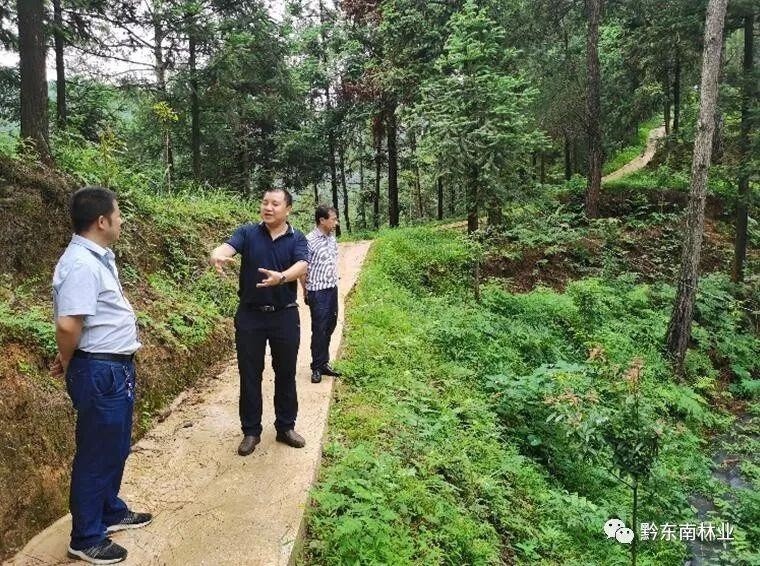 7月2日,州林业局生态修复与利用中心主任梁彧忠带队到剑河,台江两县