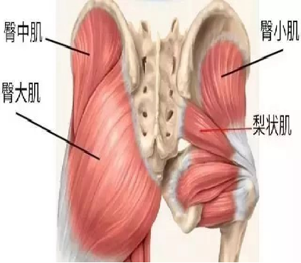 臀小肌:臀小肌该肌位于臀中肌深面,其形态,起止,功能及血管神经分布都