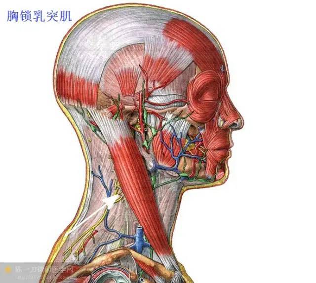 全身软组织解剖图