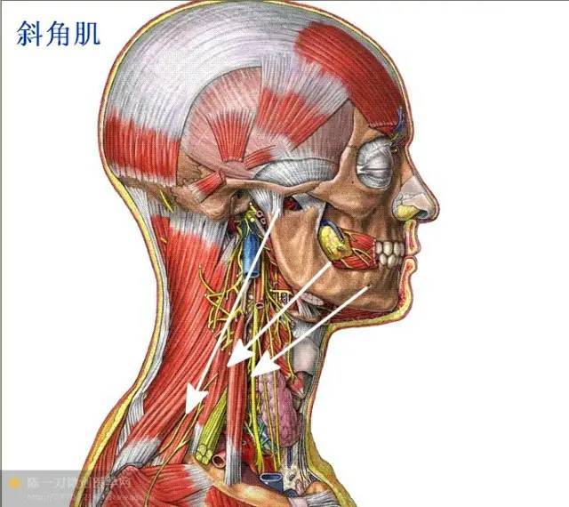 全身软组织解剖图