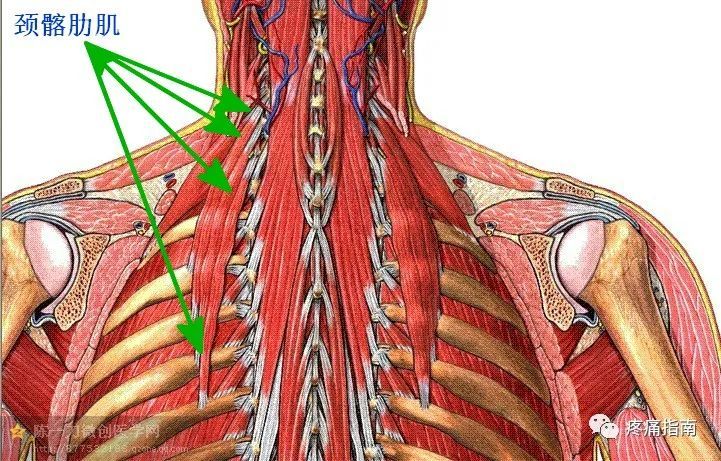 上方,至中间颈椎的横突.