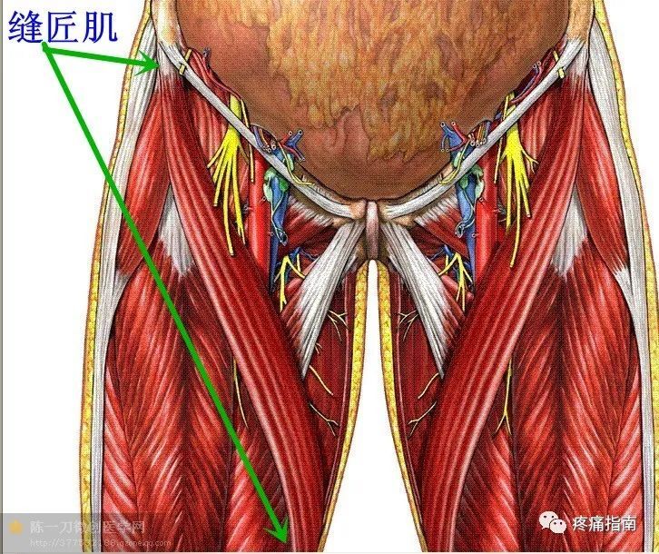 46 缝匠肌 缝匠肌紧张经常影响梨状肌的伸张.