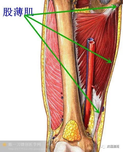 53 股薄肌 肌连接:上方,至耻骨联合附近耻骨体和耻骨下支.