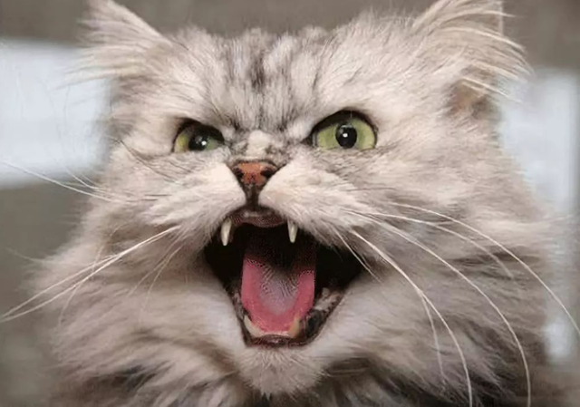 猫咪为什么炸毛这些小秘密你还不知道吧