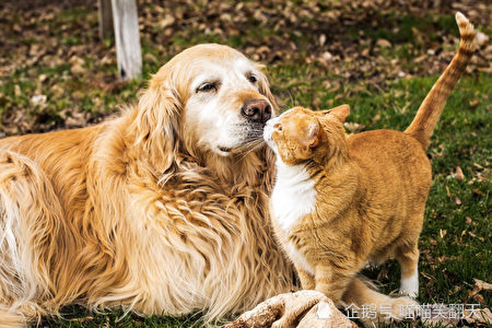 金毛巡回犬很有"爱心",很适合做为孩子和猫咪的陪伴犬