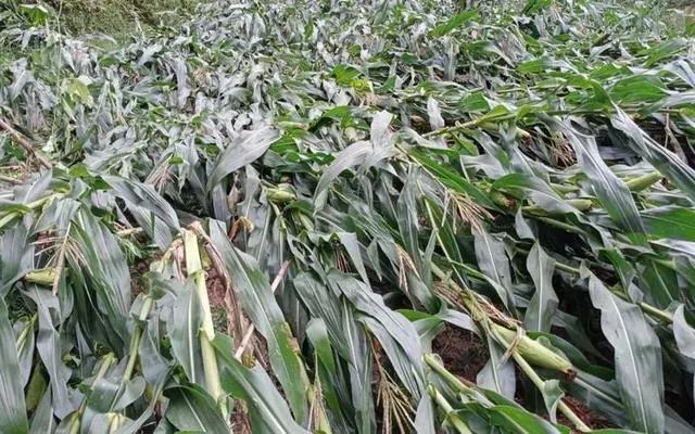 店里农资部分化肥被淹,此外当地农户的玉米,西瓜也受了灾