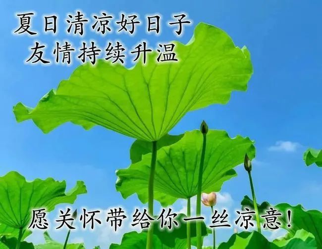 2021年7月28日唯美的早安问候祝福语图片带字,夏日漂亮的早上好问候