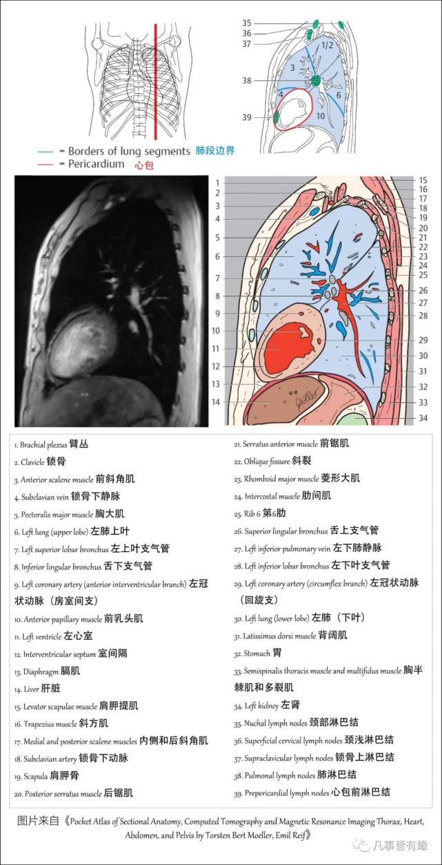 二,在裂解肺叶肺段,支气管树,心肺血管空间结构关系,斜裂水平裂的走