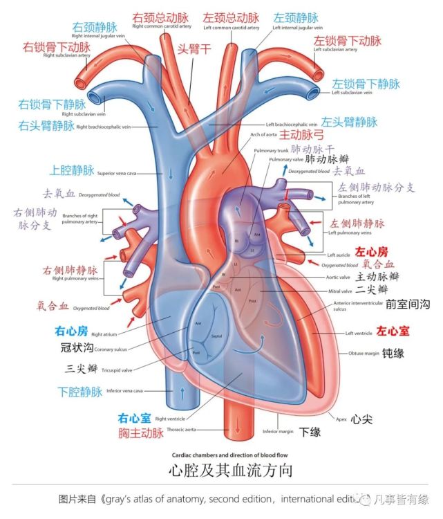 (三)肺的血管和淋巴引流: 1,心脏与大血管的关系: 二,在裂解肺叶肺段