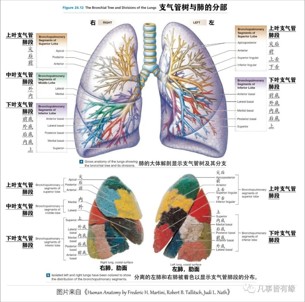 好漂亮的肺部解剖!