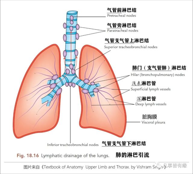 好漂亮的肺部解剖