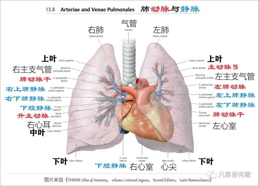 心脏与大血管的关系: 二,在裂解肺叶肺段,支气管树,心肺血管空间结构