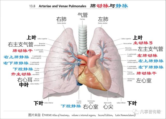 1,心脏与大血管的关系: 二,在裂解肺叶肺段,支气管树,心肺血管空间